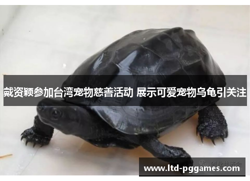 戴资颖参加台湾宠物慈善活动 展示可爱宠物乌龟引关注